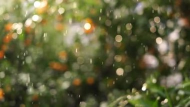 Heavy rain wall in a green garden with fruit trees. High quality 4k footage