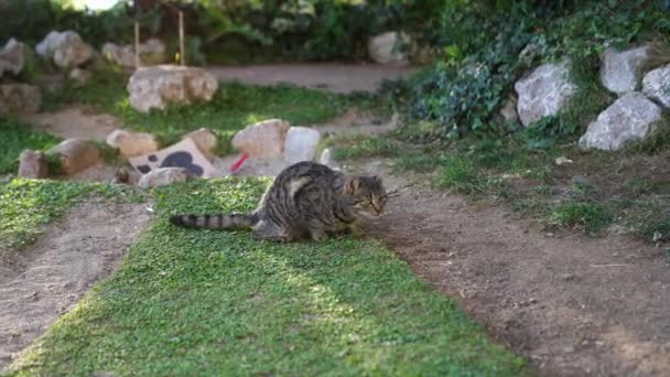 Γκρίζα Γάτα Κάθεται Στο Γρασίδι Του Πάρκου Και Κοιτάζει Ψηλά — Αρχείο Βίντεο