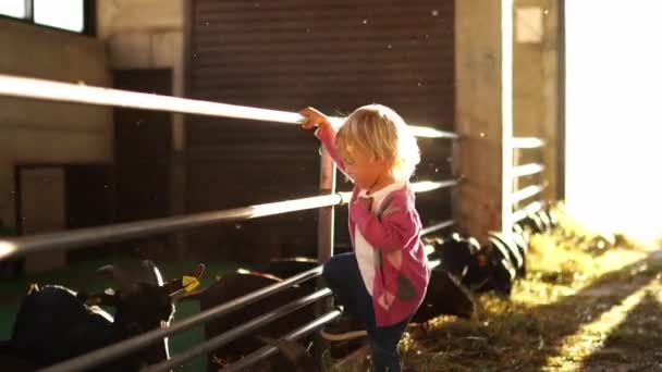 Маленькая Девочка Перелезает Через Забор Загона Смотрит Козы Едят Сено — стоковое видео