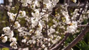 Cherry branches with many white flowers. High quality 4k footage