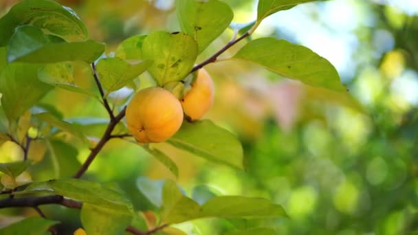 Ripe Orange Persimmon Fruits Hang Green Branch High Quality Footage — Wideo stockowe