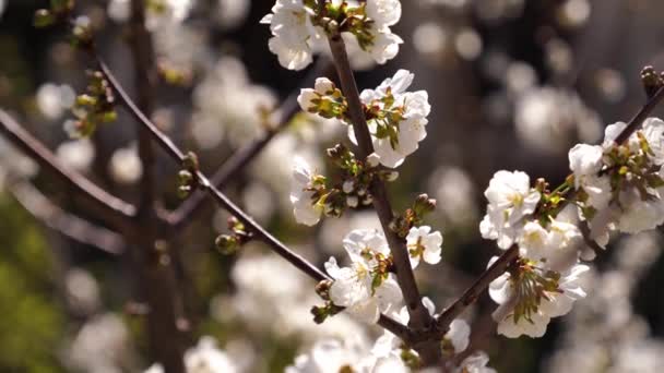 Blommande Körsbärsträd Klara Solstrålar Högkvalitativ Film — Stockvideo