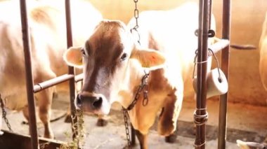 Cow eats hay, standing on a leash in a stall. High quality 4k footage