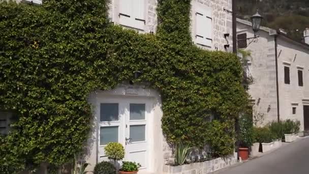 Ancient Stone Facade Building Entwined Green Ivy High Quality Fullhd — Stockvideo