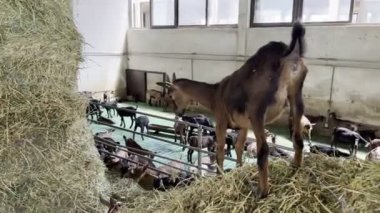 Goatling stands on a bale of hay and looks at goats in a fenced paddock at a farm. High quality 4k footage