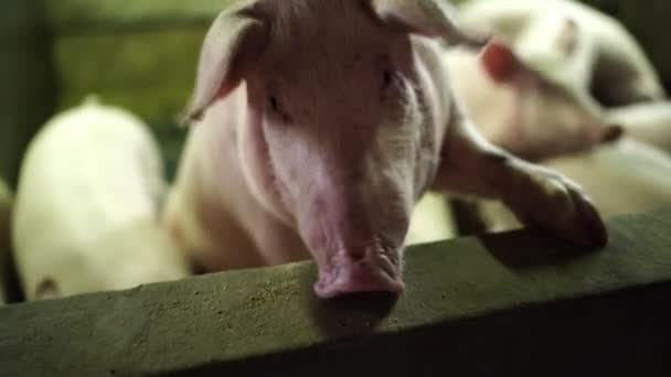 猪从农场栅栏顶上的酒吧里拿食物吃 高质量的4K镜头 — 图库视频影像