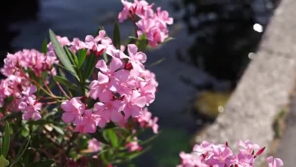 Różowy Oleander Kwiaty Wśród Zielonych Liści Wysokiej Jakości Materiał Filmowy — Wideo stockowe