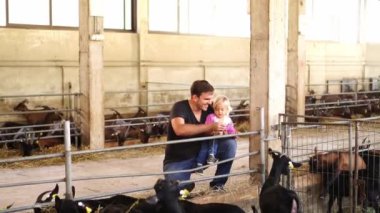 Dad and little girl are sitting near the fence of the paddock and feeding the goats with hay. High quality 4k footage