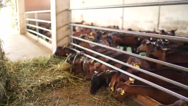 Goats Eat Hay Fence Paddock Farm High Quality Footage — Stock videók
