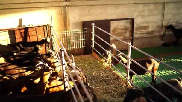 Una Manada Cabras Está Comiendo Heno Comedero Asomándose Por Detrás — Vídeo de stock