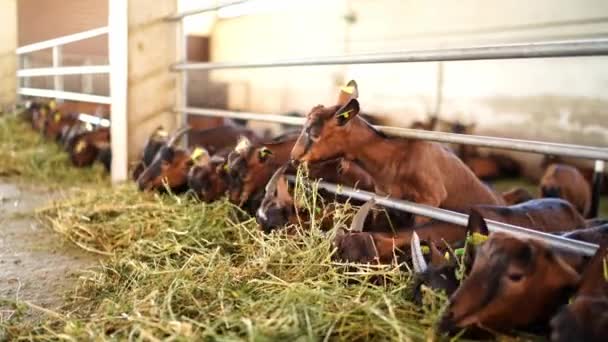 Brown Goats Eat Hay Pulling Bundles Pile Fence Paddock High — Stock Video