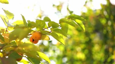 Persimmon ripens on green branches under bright sunlight. High quality 4k footage