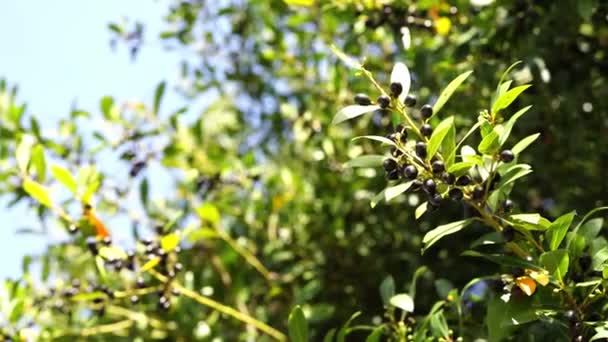 Les Branches Olivier Aux Olives Mûres Balancent Dans Vent Images — Video
