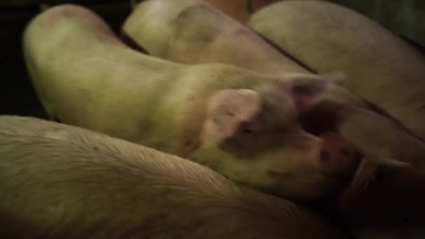有耳朵标签的小猪在农场里吃饲料 高质量的4K镜头 — 图库视频影像