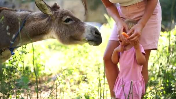 Little Girl Stands Donkey Chewing Carrot Cries High Quality Footage — Video