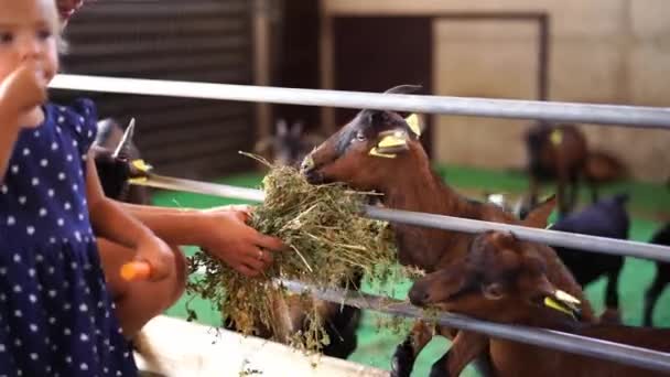 Anne Küçük Bir Kız Çiftlikteki Bir Otlakta Keçilere Saman Yediriyorlar — Stok video