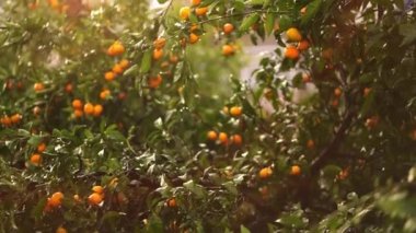 Ripe tangerines on green branches in a light haze under drizzle in the sun. High quality 4k footage