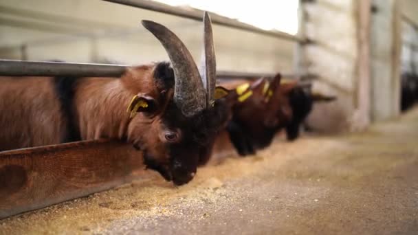 Cabras Comem Grãos Enquanto Movem Seus Lábios Rapidamente Piquete Uma — Vídeo de Stock