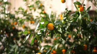 Ripe tangerines hang on green branches in the pouring rain. High quality 4k footage