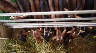 Goats eating hay leaning out from behind a fence in a paddock at a farm. High quality 4k footage
