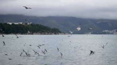 Sisteki dağların arka planına karşı denizin üzerinde dönen martı sürüsü. Yüksek kalite 4k görüntü