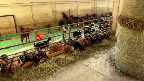 Les Petites Chèvres Mangent Foin Dans Enclos Ferme Avec Appétit — Video