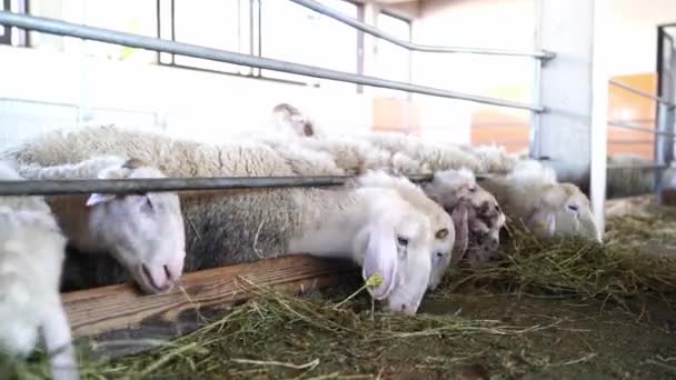 Білі Вівці Їдять Сіно Вилітає Паркану Фермі Високоякісні Кадри — стокове відео