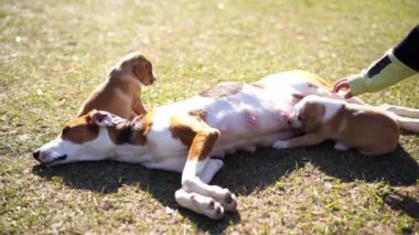 Güneşin altında yatan bir köpeğin yanında oturan yavru köpekler. Yüksek kalite 4k görüntü