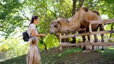 Küçük kız çitte annesinin yanında durup deveyi besliyor. Yüksek kalite 4k görüntü