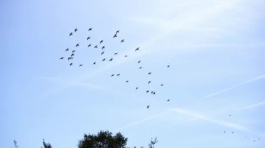 Kuş sürüsü, ağaç tepelerinin üstündeki mavi gökyüzünde daireler çiziyor. Yüksek kalite 4k görüntü