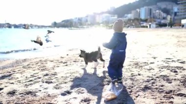 Kumsaldaki küçük kız güvercinleri beslemek istiyor ve köpek onları dağıtıyor. Yüksek kalite 4k görüntü