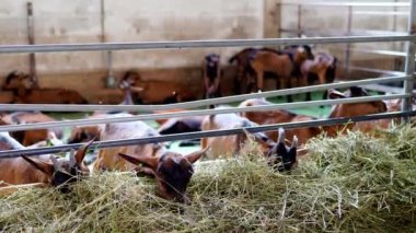 Kahverengi keçiler çiftlikteki bir yığın ottan ot çekerek saman yerler. Yüksek kalite 4k görüntü