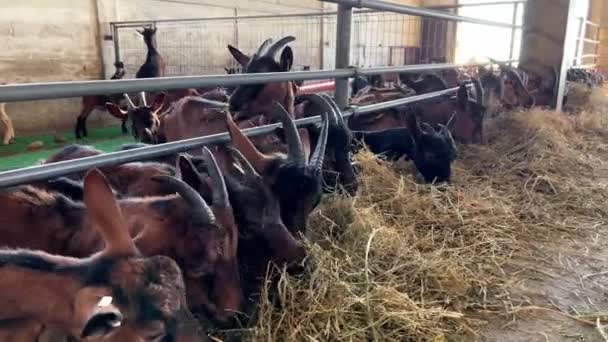 Troupeau Chèvres Brunes Noires Mange Tranquillement Foin Derrière Une Clôture — Video