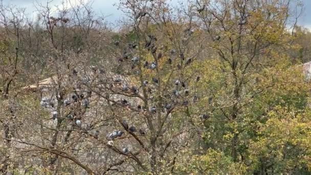 Güvercin Sürüsü Parktaki Bir Ağacın Dallarında Oturur Yüksek Kalite Görüntü — Stok video