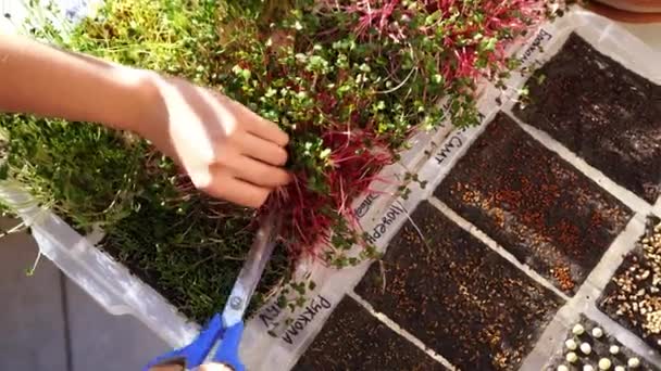 Jardineiro Corta Ramos Microverdes Que Crescem Uma Bandeja Plástica Com — Vídeo de Stock