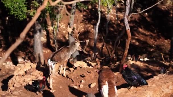鶏や七面鳥は若い鹿が丘の中腹に降りるのを見る 高品質4K映像 — ストック動画