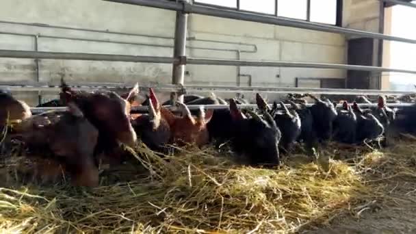 Herd Goats Greedily Eats Hay Plucking Bundles Pile Floor Paddock — Stock Video