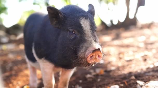 돼지가 꼬리를 흔들며 고품질 — 비디오