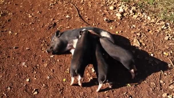 Three Fluffy Black Piglets Suckle Breast Mother Pig Lying Ground — Stock Video
