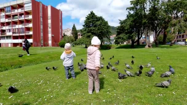 Crianças Pequenas Estão Gramado Verde Alimentam Pombos Imagens Alta Qualidade — Vídeo de Stock