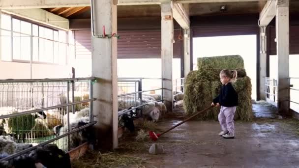 Little Girl Brushes Spilled Hay Farm Floor Eating Sheep High — Stock Video