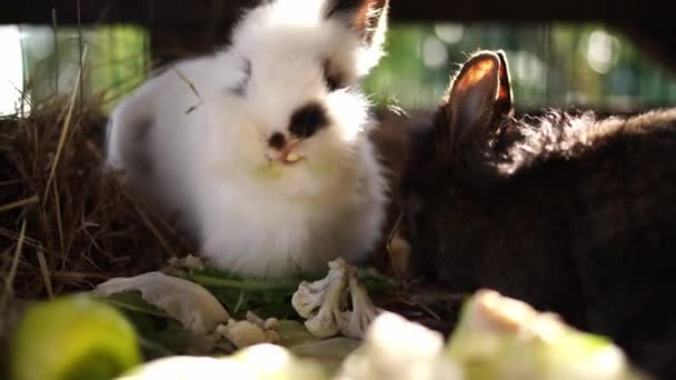 Kleine Kaninchen Fressen Blumenkohl Während Sie Käfig Sitzen Hochwertiges Filmmaterial — Stockvideo