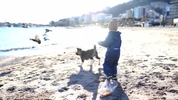 Маленька Дівчинка Пляжі Хоче Погодувати Голубів Собака Розсіює Високоякісні Кадри — стокове відео