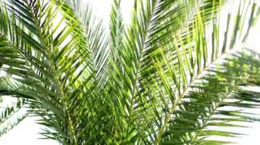 Yeşil palmiye yaprakları rüzgarda sallanıyor. Yüksek kalite 4k görüntü