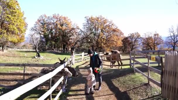Mom Little Girl Feed Carrots Donkeys Fence Farm High Quality — Stock Video