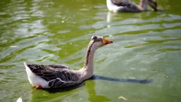 Gray Geese Swim Green Pond High Quality Footage — Stock Video
