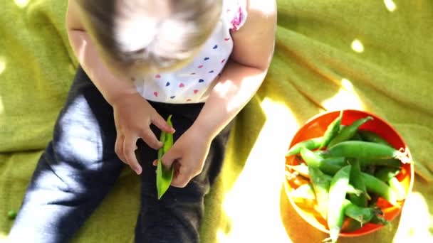小さな女の子は彼らのポッドからそれらを選ぶことによって緑のエンドウ豆を食べる 高品質4K映像 — ストック動画