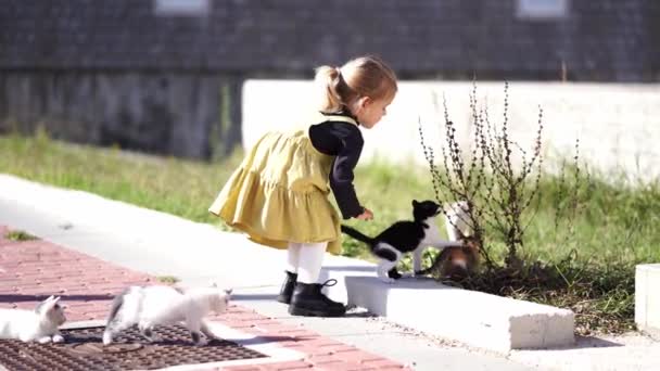 Kleine Mädchen Streicheln Kätzchen Auf Dem Grünen Rasen Der Nähe — Stockvideo