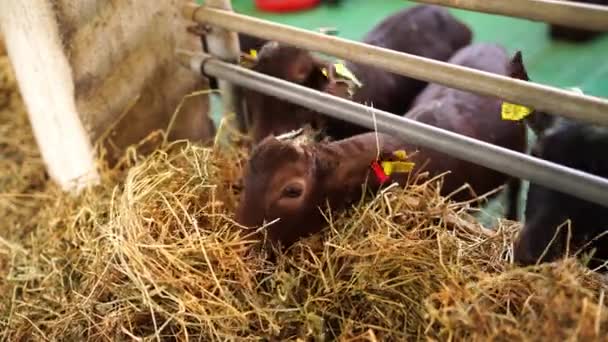 Braune Ziegen Mit Ohrmarken Die Heu Fressen Lehnen Sich Aus — Stockvideo