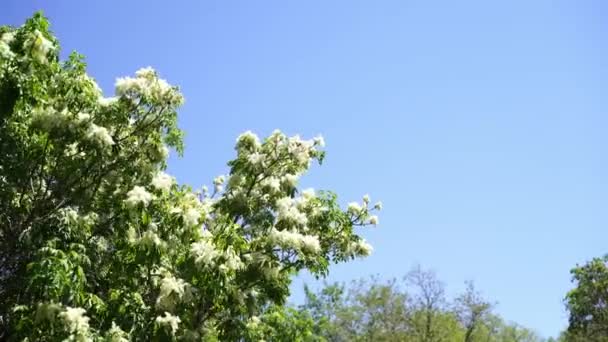 Blühender Baum Mit Weißen Blüten Trauben Wiegt Sich Wind Hochwertiges — Stockvideo